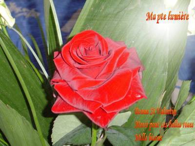 a mon amour